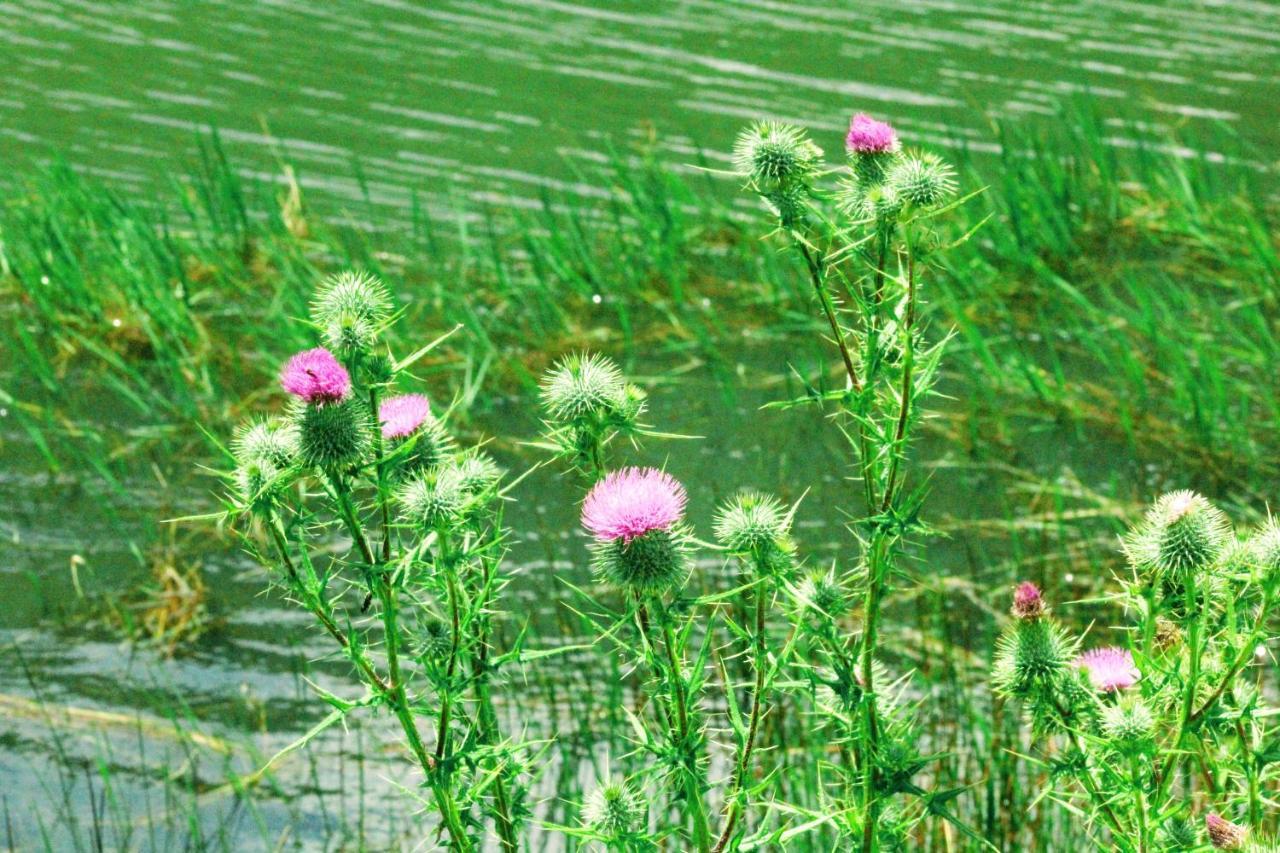 Wetlands Game Lodge Wakkerstroom Kültér fotó